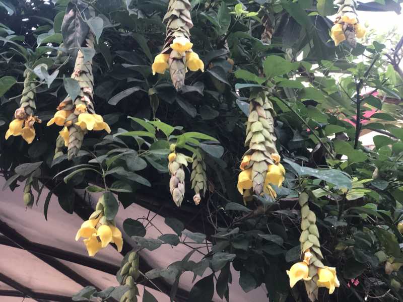 Five Things That Sparked Joy, Recently: #WordlessWednesday