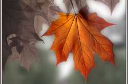 Fleeting breeze of a winter morning