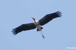 Flight Of The Painted Stork