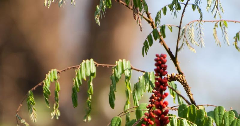 Flora From Ganeshgudi