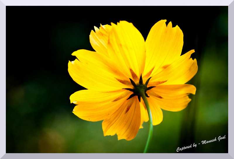 Flora Of India - Mybioscope