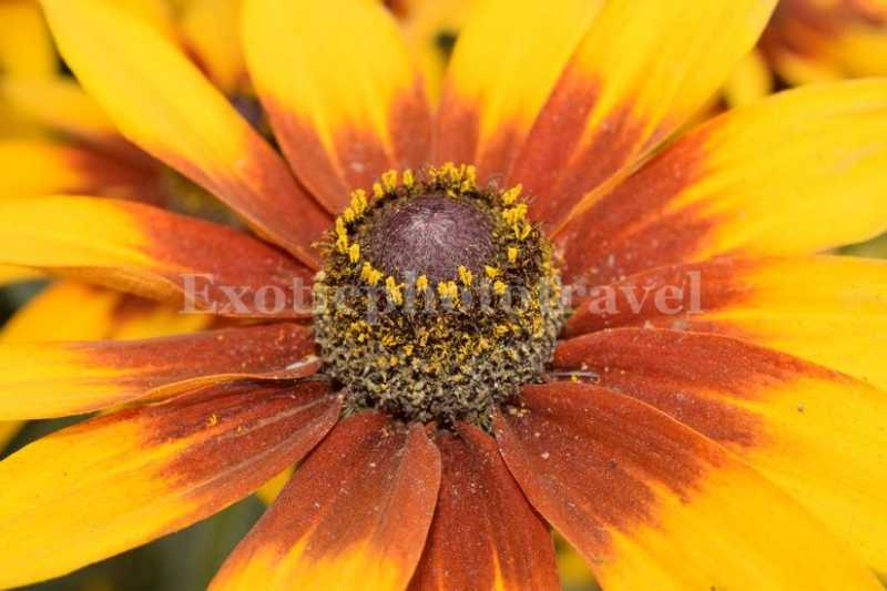 Floral Photography At Alipore Horticulture Flower Show In Kolkata
