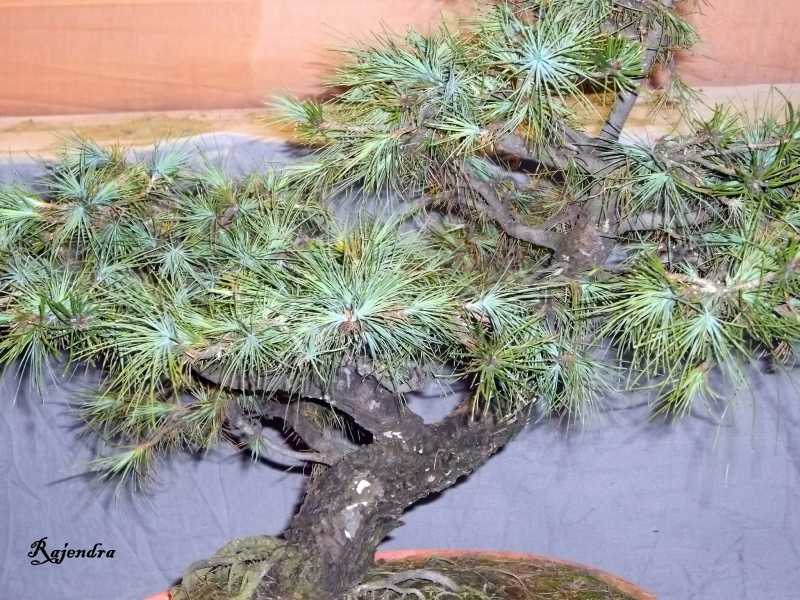 Flower Exhibition - II