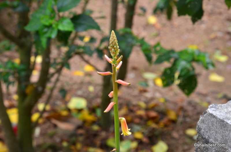 Flower Of The Day: Aloe Vera