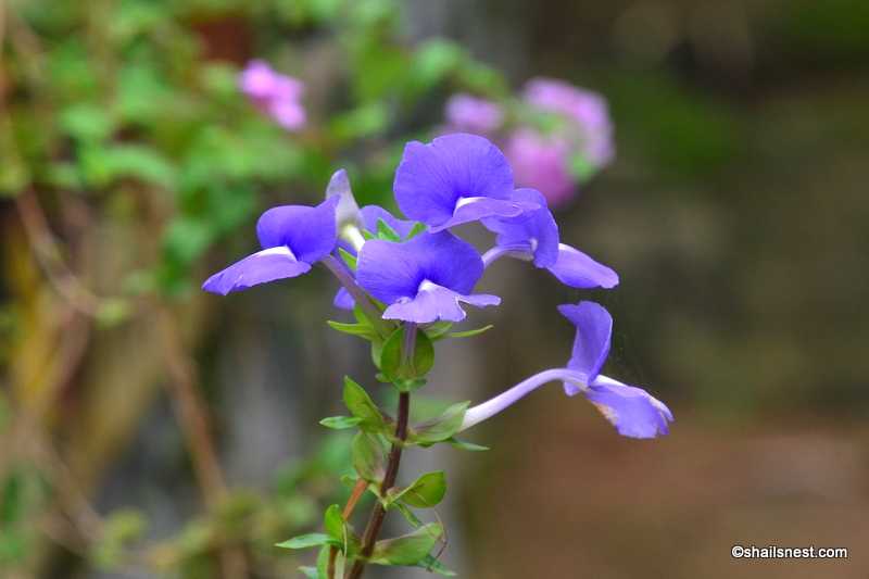 Flower Of The Day: Brazilian Snapdragon