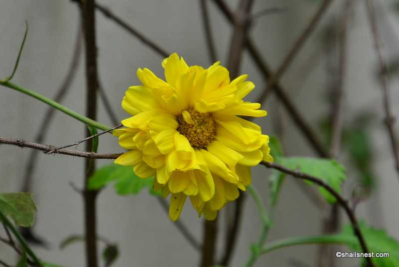 Flower Of The Day: Chrysanthemum