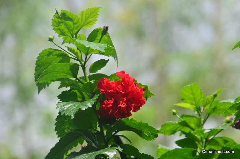 Flower Of The Day: Hibiscus