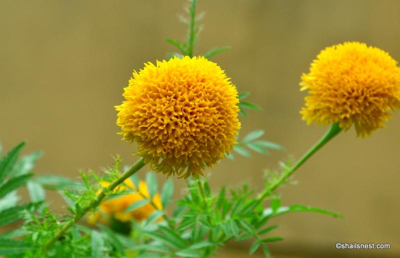 Flower Of The Day: Marigold