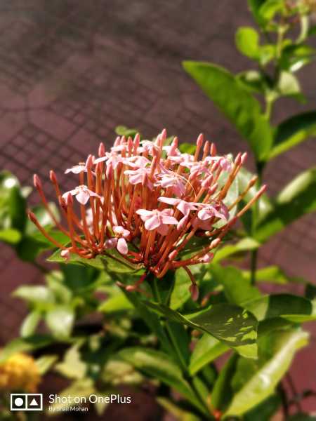 Flower Of The Day: Pink Ixora