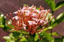 Flower of the Day: Pink Ixora