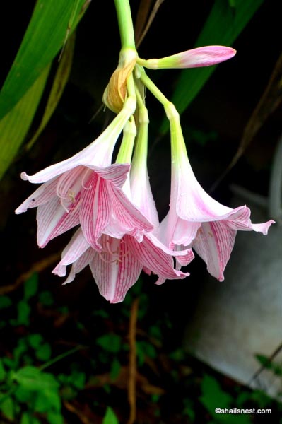 Flower Of The Day: Striped Barbados Lily