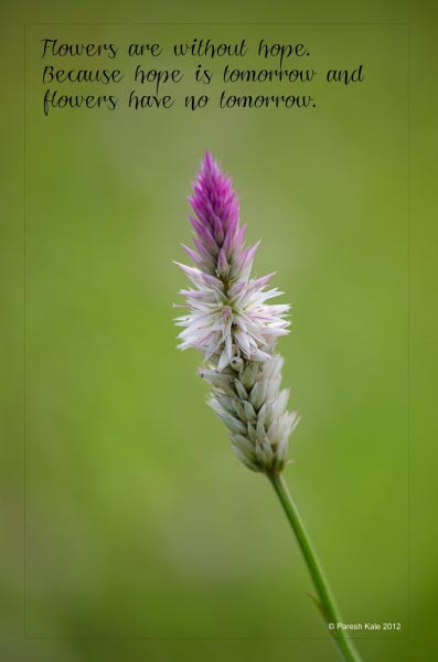 Flowers Have No Tomorrow !