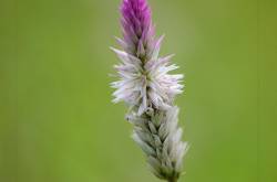 Flowers have no tomorrow !