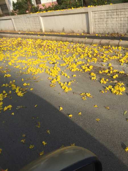 Flowers On My Path: On The Way To Department