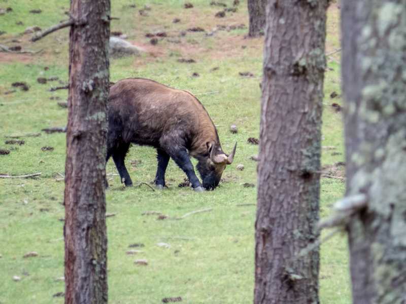 Folklores From Bhutan ~ The Story Of Takin