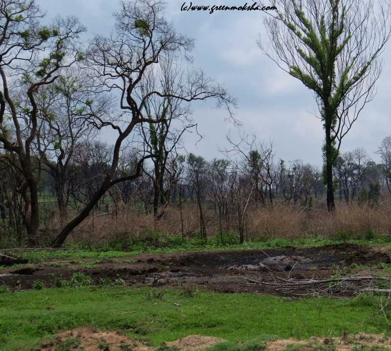 Forest Fires-Life Finds A Way - Greenmoksha