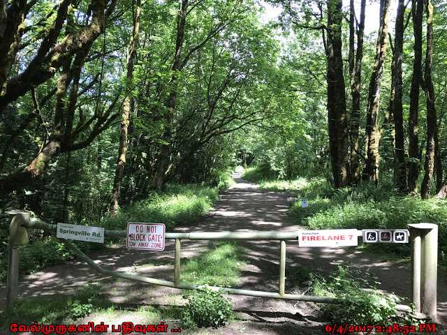 Forest Park Firelane 7 Hike