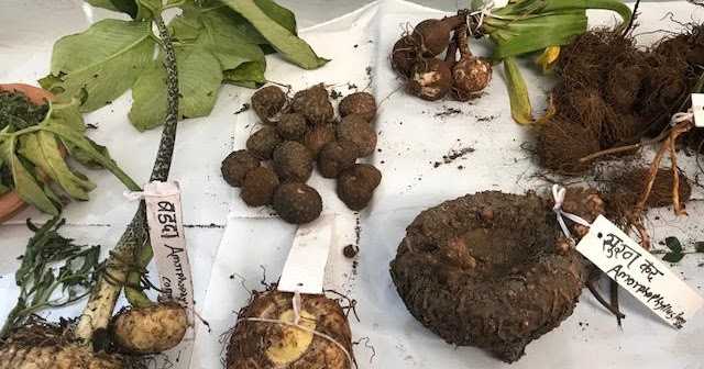 Forest Vegetables (Raan Bhaaji) Festival In Mumbai