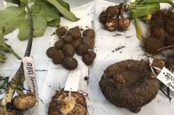 Forest Vegetables (Raan Bhaaji) Festival in Mumbai