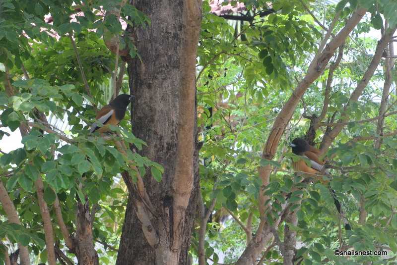 Foto Friday 194: Birds On A Tree