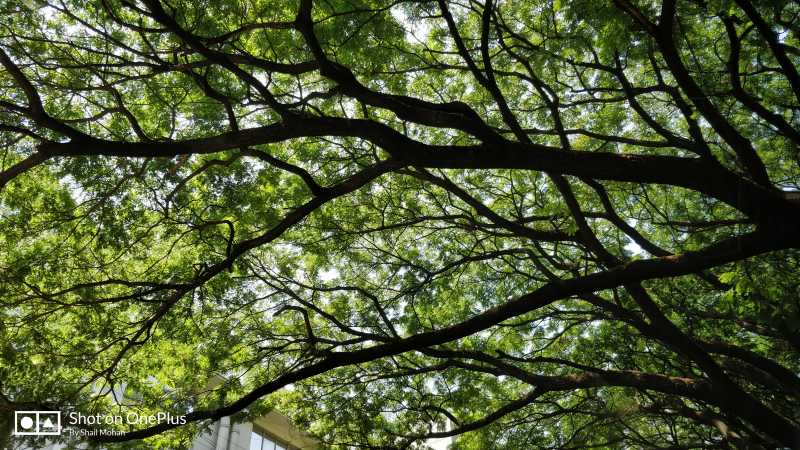 Foto Friday 196: The Canopy