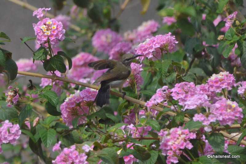 Foto Friday 197: Return Of The Sunbird