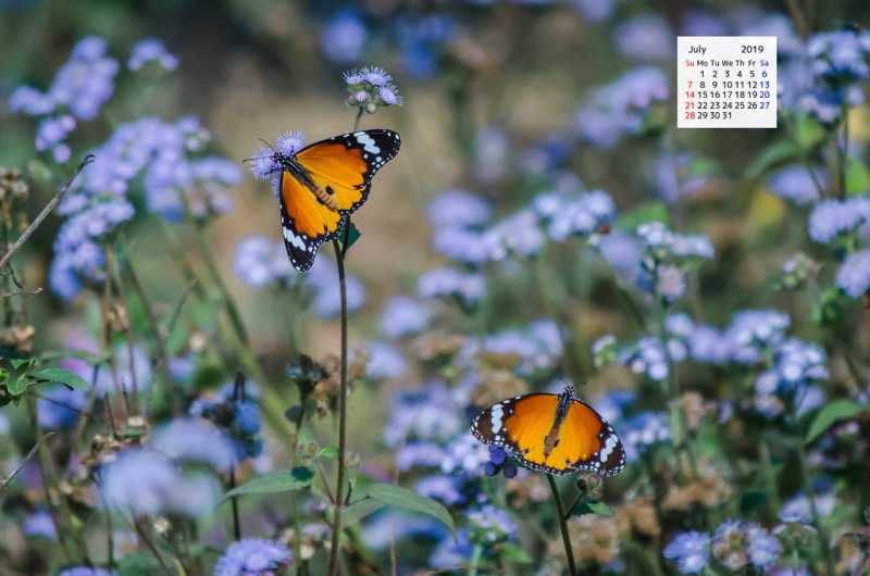 Free Download July 2019 Wallpaper Calendar