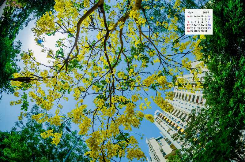 Free Download May 2019 Wallpaper Calendar Amaltas Tree In Bloom