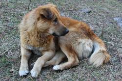 Free Photos – Kheer Ganga, India