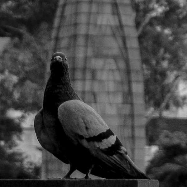 Freedom As Per A Millennial | 99 Years Of Jallianwala Bagh