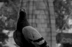 Freedom as per a millennial | 99 years of Jallianwala Bagh