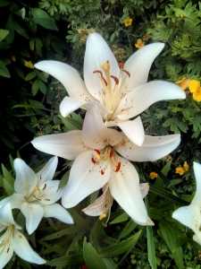 Freedom From The Known [J Krishnamurti Simplified]