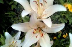 Freedom from the Known [J Krishnamurti simplified]