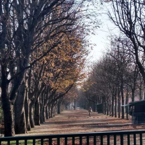 French Tree-Lined Road