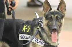 From सफ़र-ing to Suffer-ing !