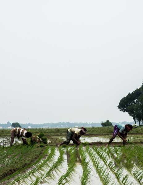 From The Food Bowl Of India!