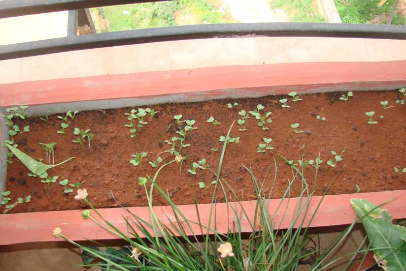 From The Pot To The Plate-  Cabbage