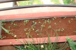 From the pot to the plate-  Cabbage