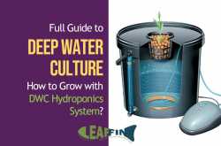 Full Guide to Getting Started with Deep Water Culture Hydroponics in 2019