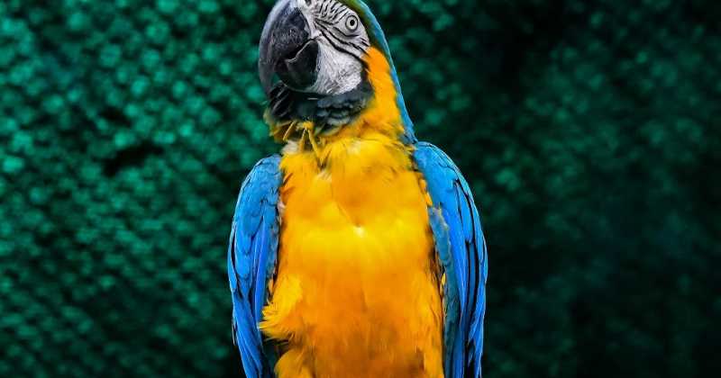 Funny Macaw