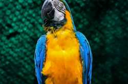 Funny Macaw