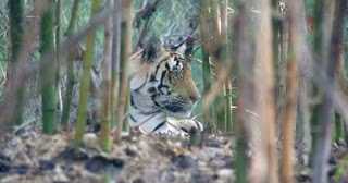 Future Of Tigers In India