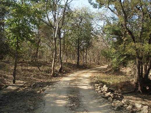 GIR NATIONAL PARK- The Last Home Of Asiatic Lion