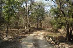 GIR NATIONAL PARK- The last home of Asiatic Lion