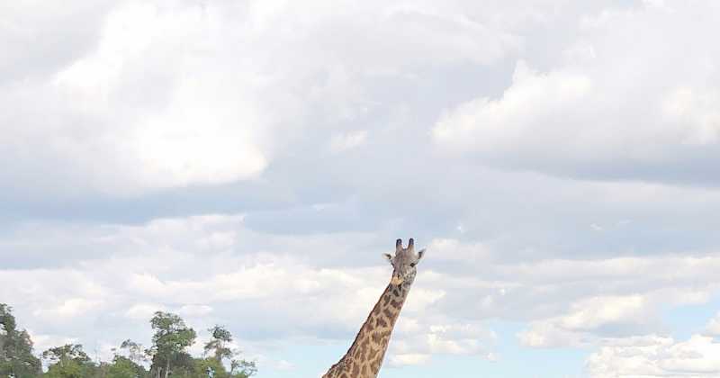 GIRAFFE