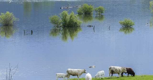 GRIEVING LANDS OF THE EAST