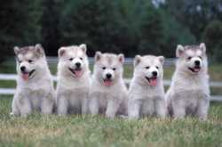 GROUP OF DOGS