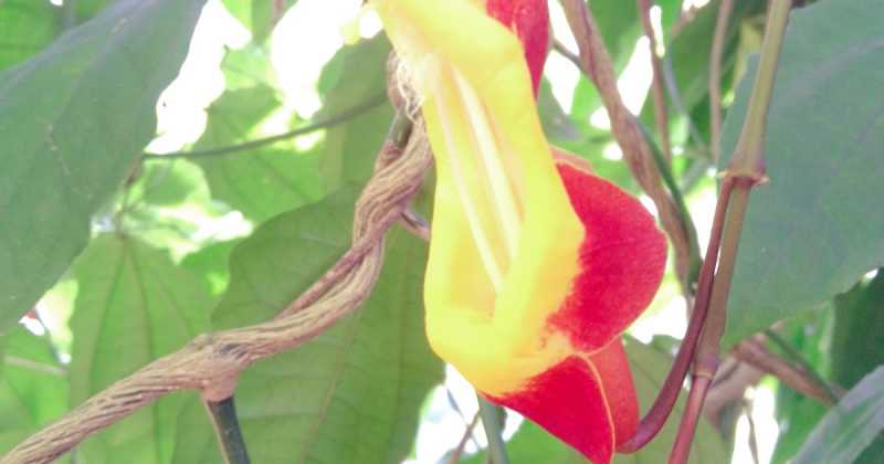 GUESS THIS FLOWER ? ;)