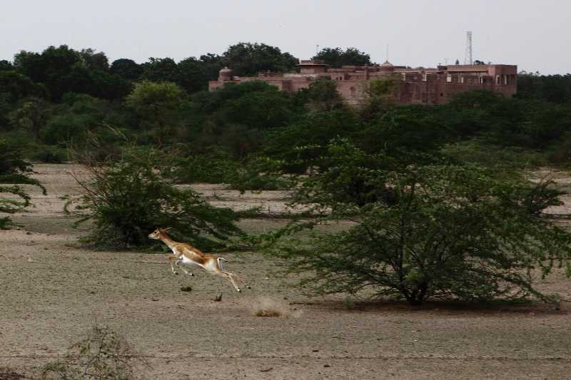 Gajner Wildlife Sanctuary - A Desert Experiment