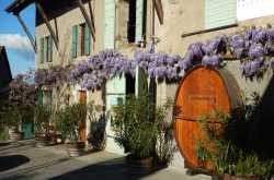 Gamaret to Divico: Swiss wine rules at home